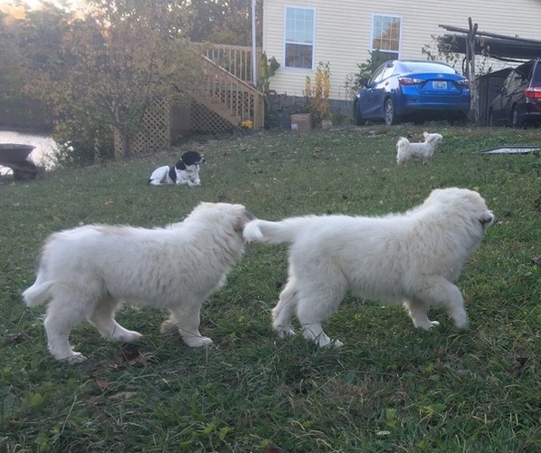 Medium Photo #5 Great Pyrenees Puppy For Sale in FRAKES, KY, USA