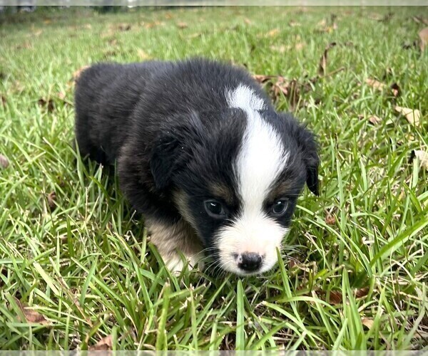 Medium Photo #4 Miniature Australian Shepherd Puppy For Sale in MONTICELLO, SC, USA