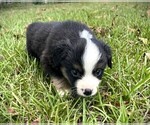 Small #3 Miniature Australian Shepherd