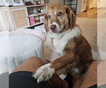 Small #3 Mutt
