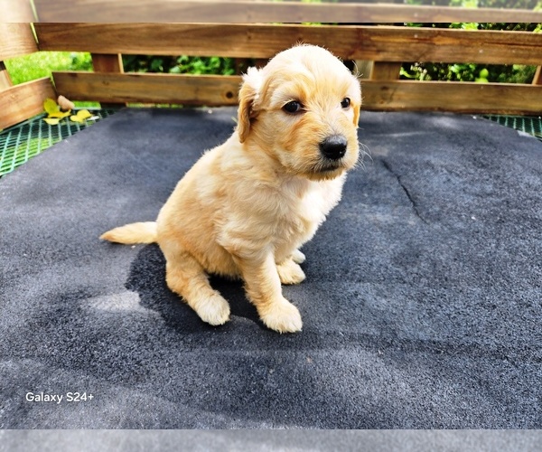 Medium Photo #1 Goldendoodle Puppy For Sale in LEON, KS, USA