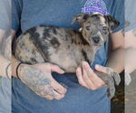 Small #2 Australian Shepherd Mix