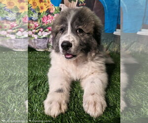 Great Pyrenees Dogs for adoption in Spring, TX, USA
