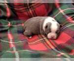 Small Photo #3 Boston Terrier Puppy For Sale in KINGSPORT, TN, USA