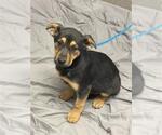 Small German Shepherd Dog Mix