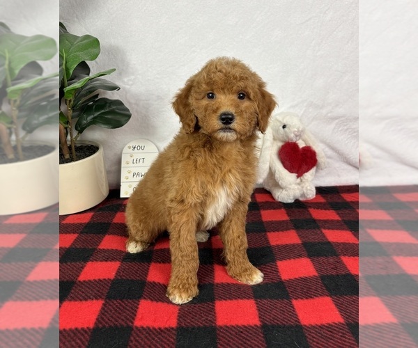 Medium Photo #2 Goldendoodle (Miniature) Puppy For Sale in GREENFIELD, IN, USA