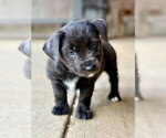 Small #3 Mutt