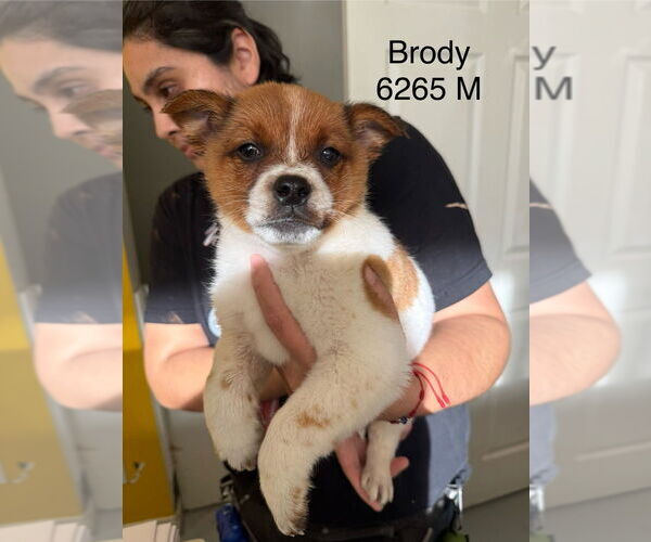 Medium Photo #1 Mutt Puppy For Sale in Studio City, CA, USA