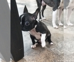 Small Photo #1 Boston Terrier Puppy For Sale in SULLIVAN, IL, USA