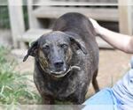 Small #10 Plott Hound Mix