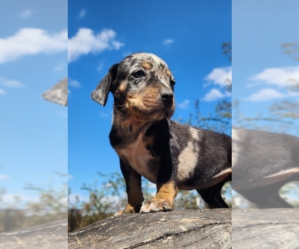 Medium Photo #11 Catahoula Leopard Dog Puppy For Sale in CUMBY, TX, USA