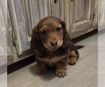 Small #2 Dachshund
