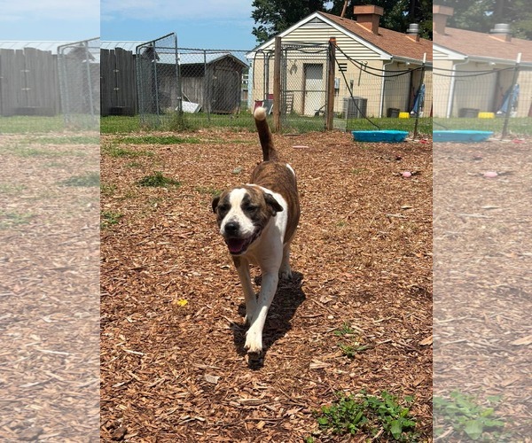 Medium Photo #4 Mutt Puppy For Sale in Rustburg, VA, USA