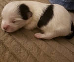Small Photo #7 Morkie Puppy For Sale in ATLANTA, GA, USA