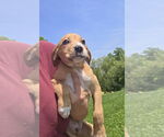 Small #1 Australian Shepherd-Dachshund Mix