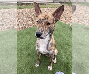 Mutt Dogs for adoption in Evansville, IN, USA