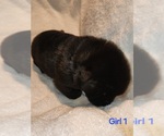 Puppy Puppy 4 Akita