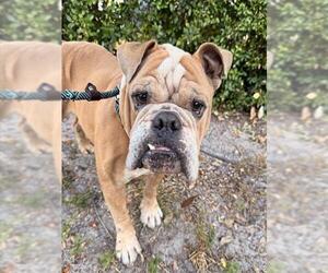 Bulldog Dogs for adoption in Fort Lauderdale, FL, USA