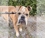 Small Bulldog