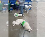 Small #25 Great Pyrenees Mix
