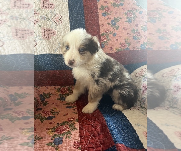 Medium Photo #1 Miniature Australian Shepherd Puppy For Sale in BLAND, MO, USA