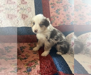 Miniature Australian Shepherd Puppy for sale in BLAND, MO, USA