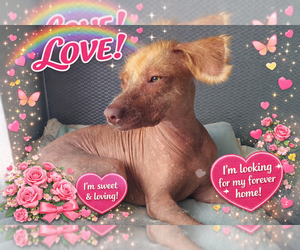 Peruvian Inca Orchid Puppy for sale in London, Greater London (England), United Kingdom