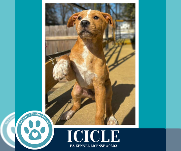 Medium Photo #8 Labrador Retriever-Unknown Mix Puppy For Sale in Kimberton, PA, USA