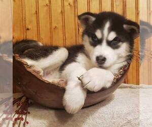 Siberian Husky Puppy for sale in KUTZTOWN, PA, USA