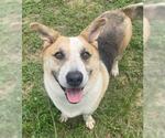 Small #1 Cardigan Welsh Corgi Mix