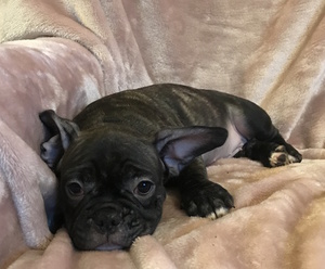 French Bulldog Puppy for sale in CHARLESTON, SC, USA