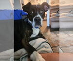 Small Photo #2 American Pit Bull Terrier-American Staffordshire Terrier Mix Puppy For Sale in Chester, VA, USA
