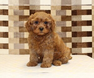 Cavapoo (Miniature) Puppy for sale in DENVER, PA, USA
