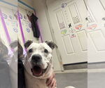 Small #4 Bulldog Mix