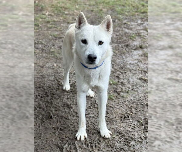 Medium Photo #2 Siberian Husky Puppy For Sale in Riverside, CA, USA