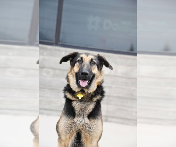 Medium Photo #8 German Shepherd Dog Puppy For Sale in Sandy, UT, USA