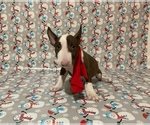 Small #8 Bull Terrier