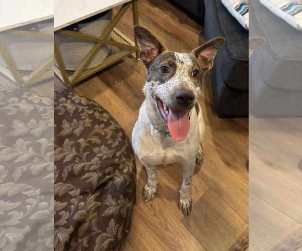 Medium Photo #8 Mutt Puppy For Sale in Woodbury, NY, USA