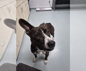 Staffordshire Bull Terrier Dogs for adoption in St. Cloud, FL, USA