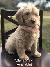 Australian Labradoodle Puppy for sale in WACO, TX, USA