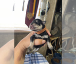 Small Photo #8 Schnauzer (Miniature) Puppy For Sale in CLOUD LAKE, FL, USA