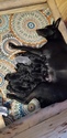 Small Photo #1 Belgian Malinois-Labrador Retriever Mix Puppy For Sale in WEST PLAINS, MO, USA