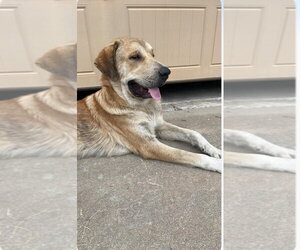 Anatolian Shepherd Dogs for adoption in Claremore, OK, USA