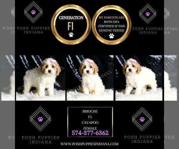 Medium Photo #5 Cavapoo Puppy For Sale in WARSAW, IN, USA