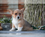 Small #2 Pembroke Welsh Corgi