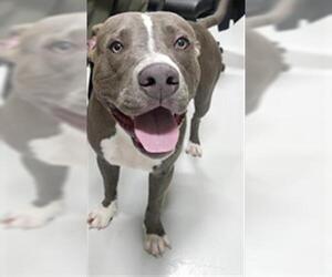 Mutt Dogs for adoption in Temple, TX, USA