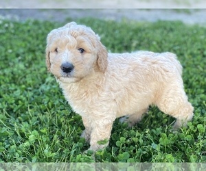 Labradoodle Puppy for Sale in CANON, Georgia USA