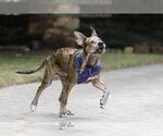 Small #2 Catahoula Leopard Dog Mix