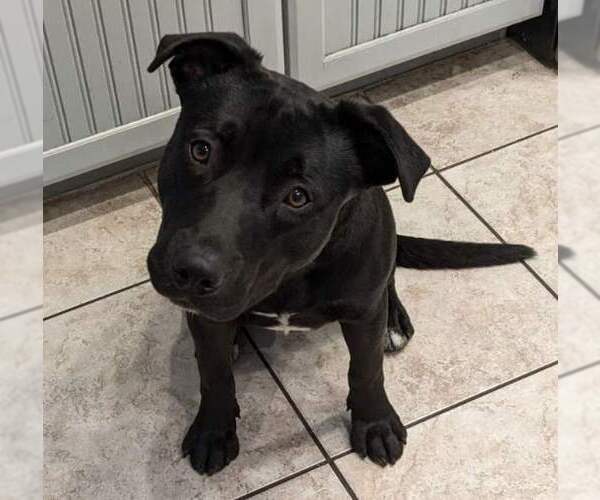Medium Photo #5 American Pit Bull Terrier-Unknown Mix Puppy For Sale in Chandler, AZ, USA