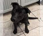 Small #4 American Pit Bull Terrier Mix